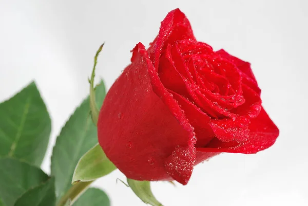 Very Beautiful Delicate Light Red Rose Close — Stock Photo, Image