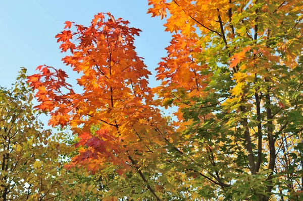 Très Beaux Arbres Colorés Dans Parc Automnal — Photo