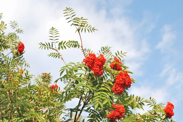 Rowan Tree Background Blue Sky Sunny Autumn Day — Stock Photo, Image