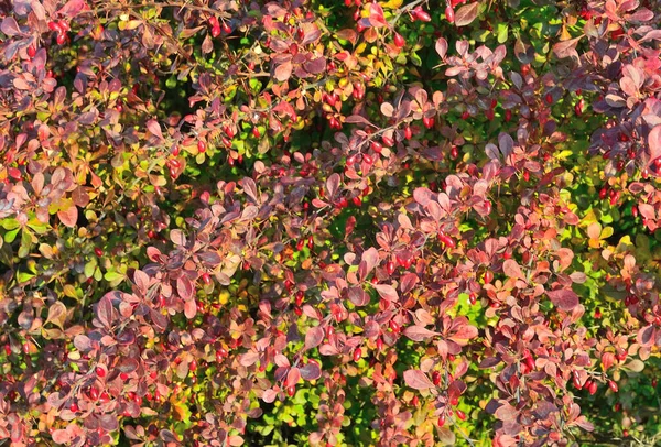 Hermosos Arbustos Otoño — Foto de Stock