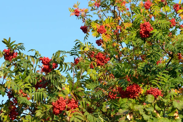 Rowan Fondo Del Cielo Azul — Foto de Stock