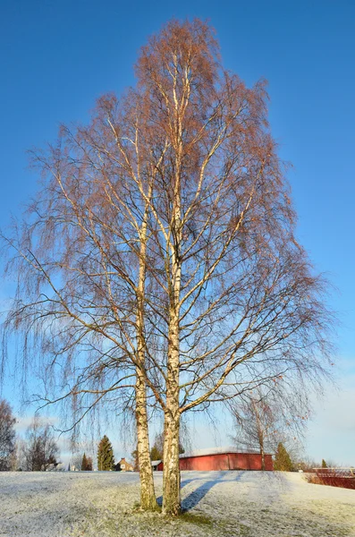 아름 다운 자작나무 — 스톡 사진