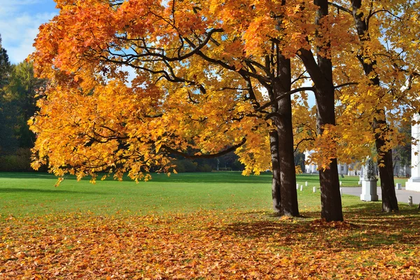 Gouden herfst bomen — Stockfoto