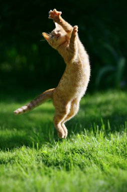 Ginger kitten jump clipart
