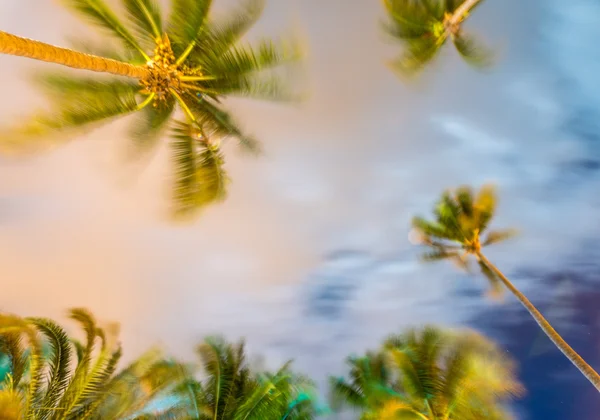 挥舞着棕榈树在风中，小夜灯 — 图库照片