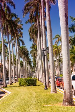 Palm Beach, Florida. Güzel avenue avuç içi ile