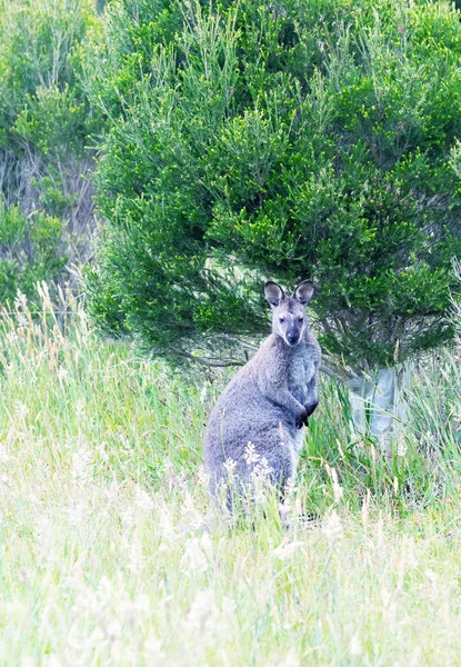 Canguro en la frontera por carretera, Australia — Foto de Stock