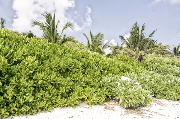 สถานการณ์ที่สวยงามของหมู่เกาะมัลดีฟส์ — ภาพถ่ายสต็อก