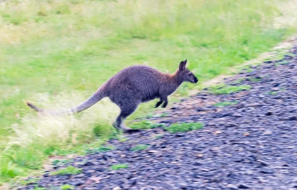 Carretera de cruce canguro, animal en movimiento rápido — Foto de Stock