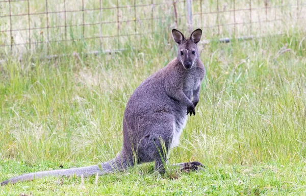 Canguro en la frontera por carretera, Australia — Foto de Stock