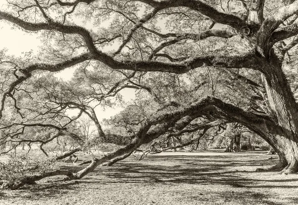 Sotto un grande albero verde. Composizione della natura — Foto Stock