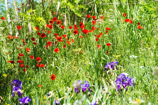 Papoilas. Prado da Toscana — Fotografia de Stock