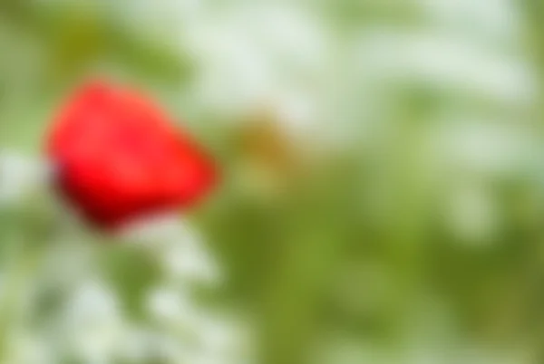 Poppies. Padang rumput Tuscany — Stok Foto