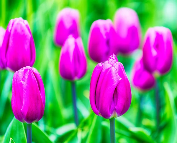 Kvetoucí barvy Keukenhof zahrady — Stock fotografie