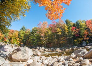 Yeşillik renkleri ve bitki örtüsü
