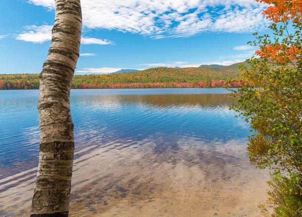 Laubfärbung und Vegetation — Stockfoto