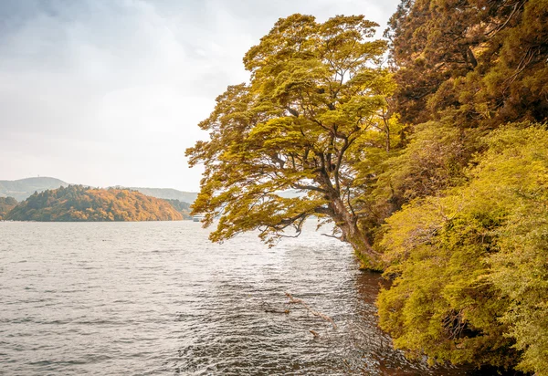 Trees and vegetation over Lake Ashi — Stock Photo, Image