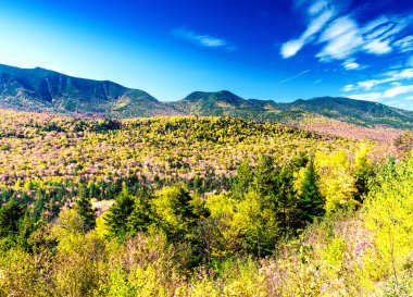 Yeşillik renkleri mavi gökyüzü altında