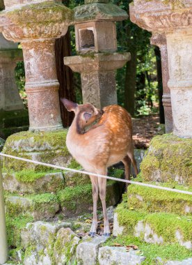 geyik nara, todaiji Tapınağı yakınında Japonya.