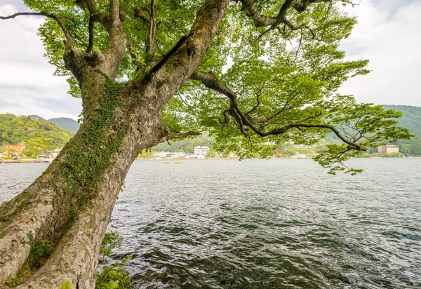Árboles y vegetación sobre el lago Ashi — Foto de Stock
