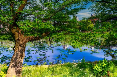 Shinobazu gölet Tokyo