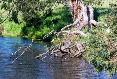 Ağaçlar ve nehir boyunca büyük Ocean Road, Avustralya
