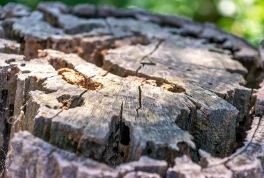Ormanın içinde kesilmiş ağaç gövdesi, yakın çekim