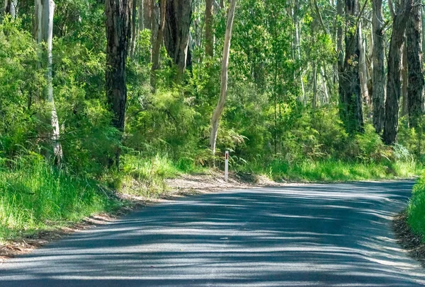 Drogą wzdłuż lasu, Wielkiej Otway Parku Narodowego - Australia — Zdjęcie stockowe