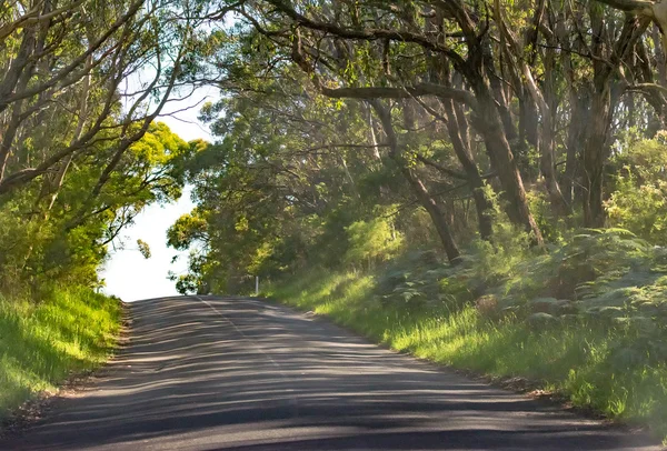 路沿森林，大奥特韦国家公园-澳大利亚 — 图库照片