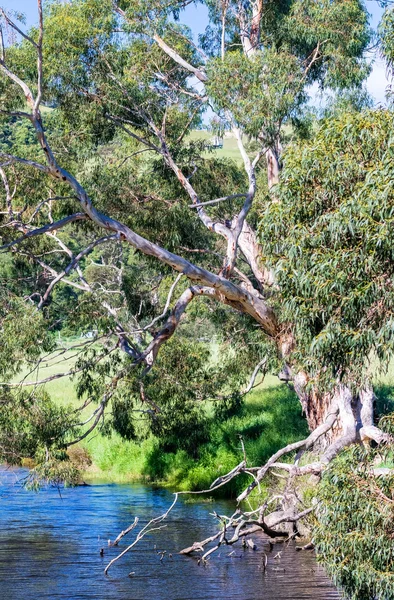 Alberi e fiumi lungo la Great Ocean Road, Australia — Foto Stock