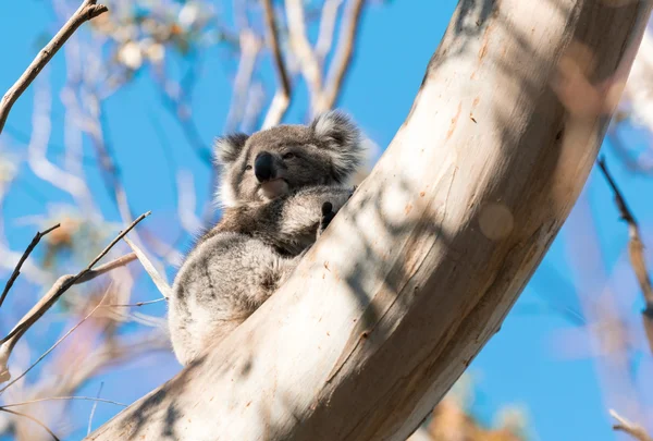 Koala pihentető egy fa ága - nagy Otway Nemzeti Park — Stock Fotó