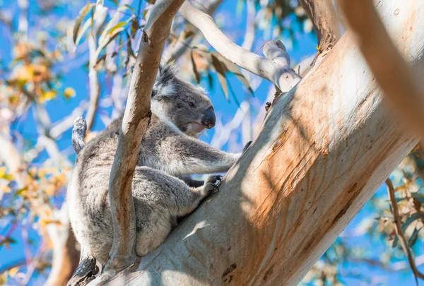 Koala pihentető egy fa ága - nagy Otway Nemzeti Park — Stock Fotó