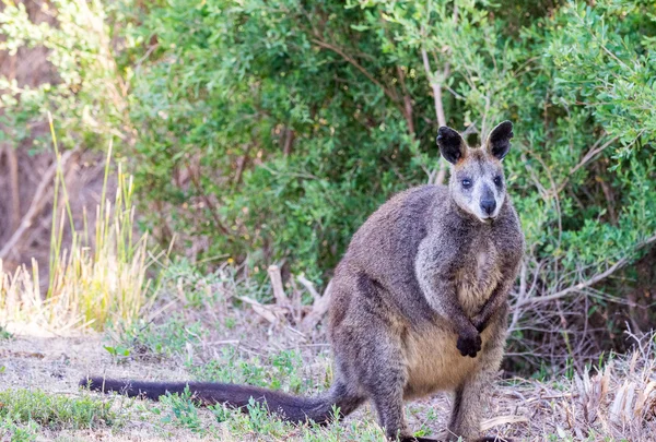 路上，维多利亚森林-澳大利亚袋鼠 — 图库照片