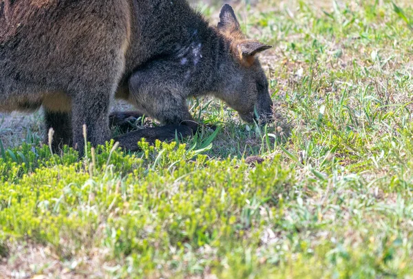 Canguro a lo largo del camino, bosque de Victoria - Australia — Foto de Stock