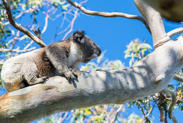 Koala relaksujący na gałęzi drzewa — Zdjęcie stockowe