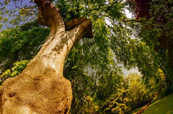 Гигантское дерево в красивом парке — стоковое фото