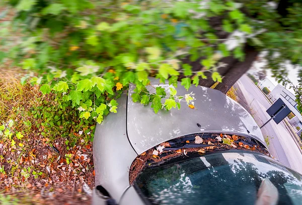 Accident de route. Voiture contre un arbre — Photo