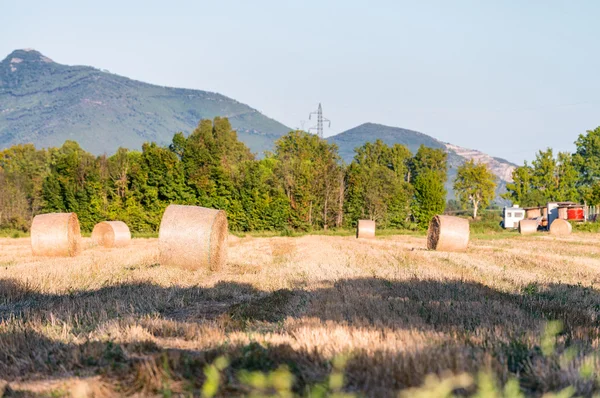 Prato con balle di fieno — Foto Stock