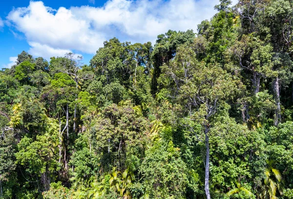 Vista aérea de la vegetación australiana, Queensland — Foto de Stock