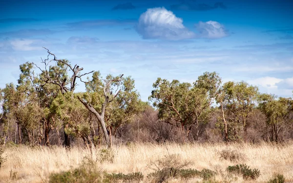 オーストラリアの田舎、ノーザン ・ テリトリー — ストック写真