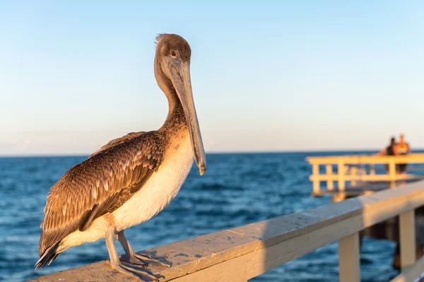 Pelican regardant coucher de soleil sur une jetée en bois — Photo