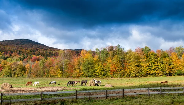 Hästar betar på en lövverk miljö — Stockfoto