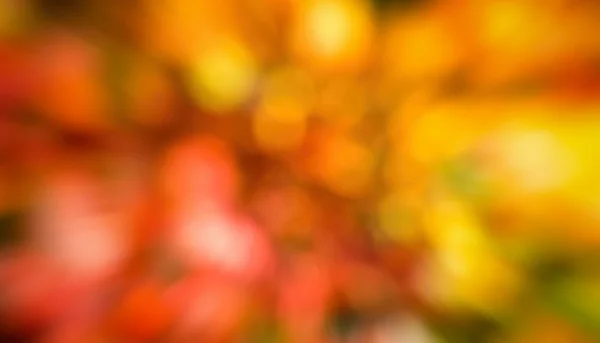 叶季的背景 — 图库照片
