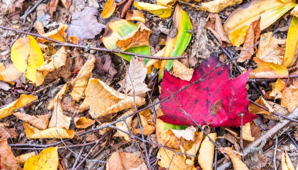 Beautiful foliage colors of New England — Stock Photo, Image