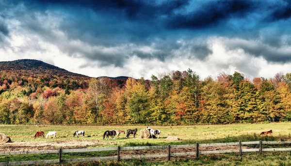 Hästar betar på en lövverk miljö — Stockfoto