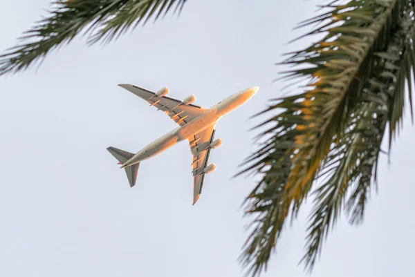 Airplane framed by palm trees — Stock Photo, Image