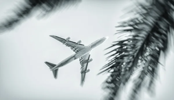 棕榈树之间飞行的飞机。旅游概念 — 图库照片