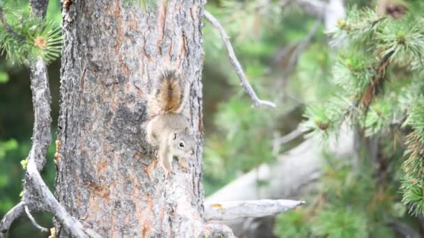Krásná veverka na stromě, Yellowstonský národní park — Stock video