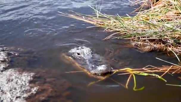 Krokodil az Everglades Nemzeti Parkban. Természet és állatok fogalma — Stock videók