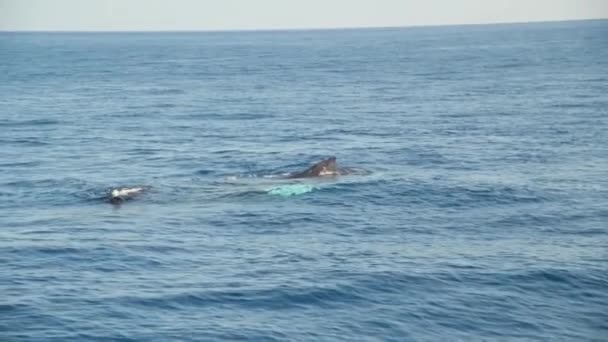 Velryba ve Whitnedělním souostroví, Queensland, Austrálie. Zpomalený pohyb — Stock video